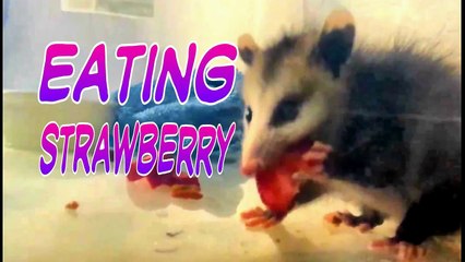 Baby Possum eating strawberries
