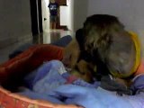 Videos engraçados de cachorros: Bob leva sustos e não quer escovar os dentes