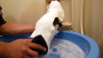短足猫マンチカン お風呂でシャンプー　Munchkin　Cat
