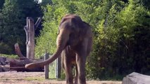 The Elephant Dance  at Munich Zoo - Steffi a 45-year-old elephant  and  a playing little elephant