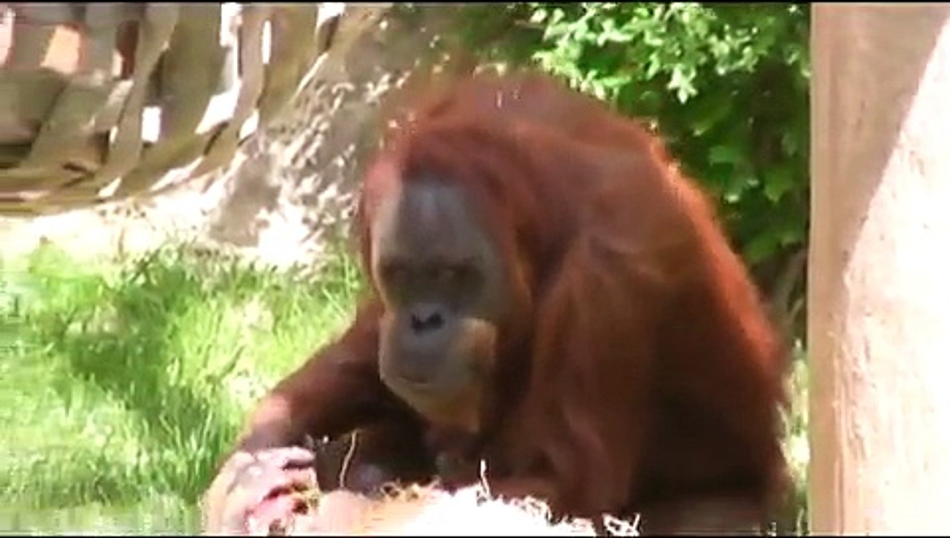 Sumatran Orangutans Eating Exotic Fruits