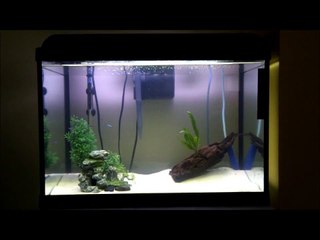 Aquarium Algae & Solutions