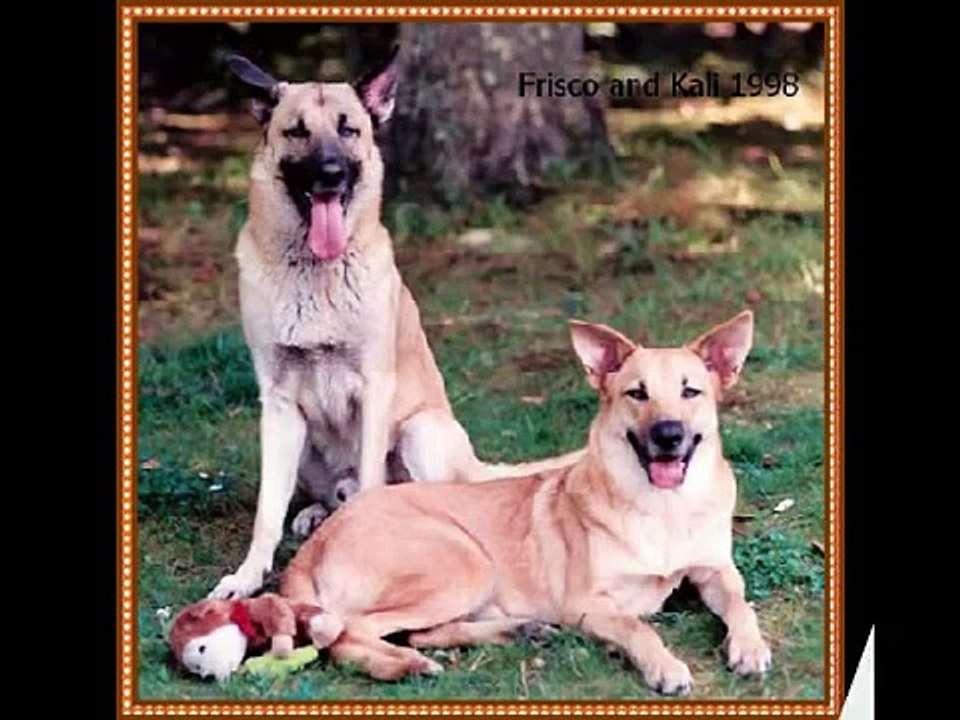 Celebrating Kali:  A Chinook Dog Slide Show