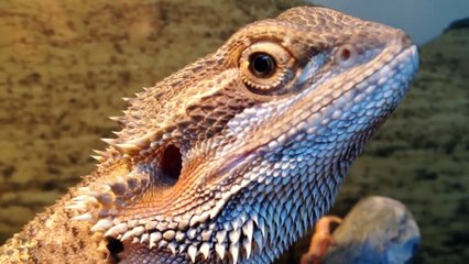 Smaug the Bearded Dragon meets Bilbo the cricket