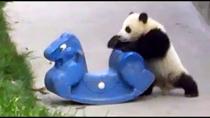 Baby Panda Sleeping & Playing Rocking Horse: Super Cute!