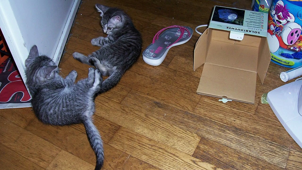 My happy Kitten