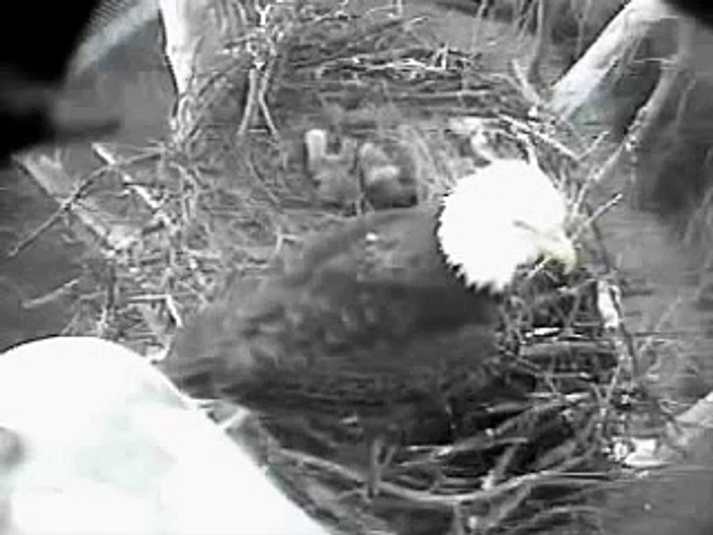NCTC Bald Eagles Babys playing, feeding & nest exchange