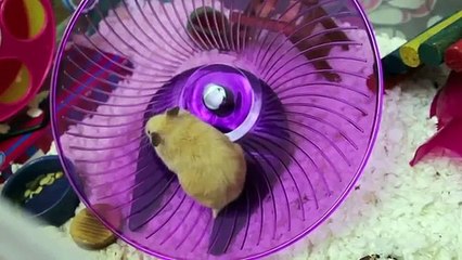 My Top 5 Favorite Hamster Products!