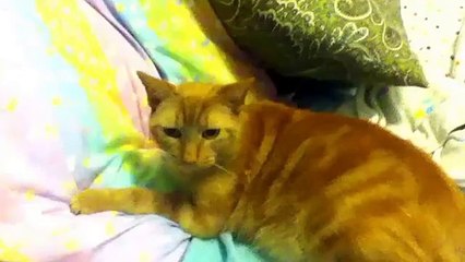 Super hero V.S evil cat