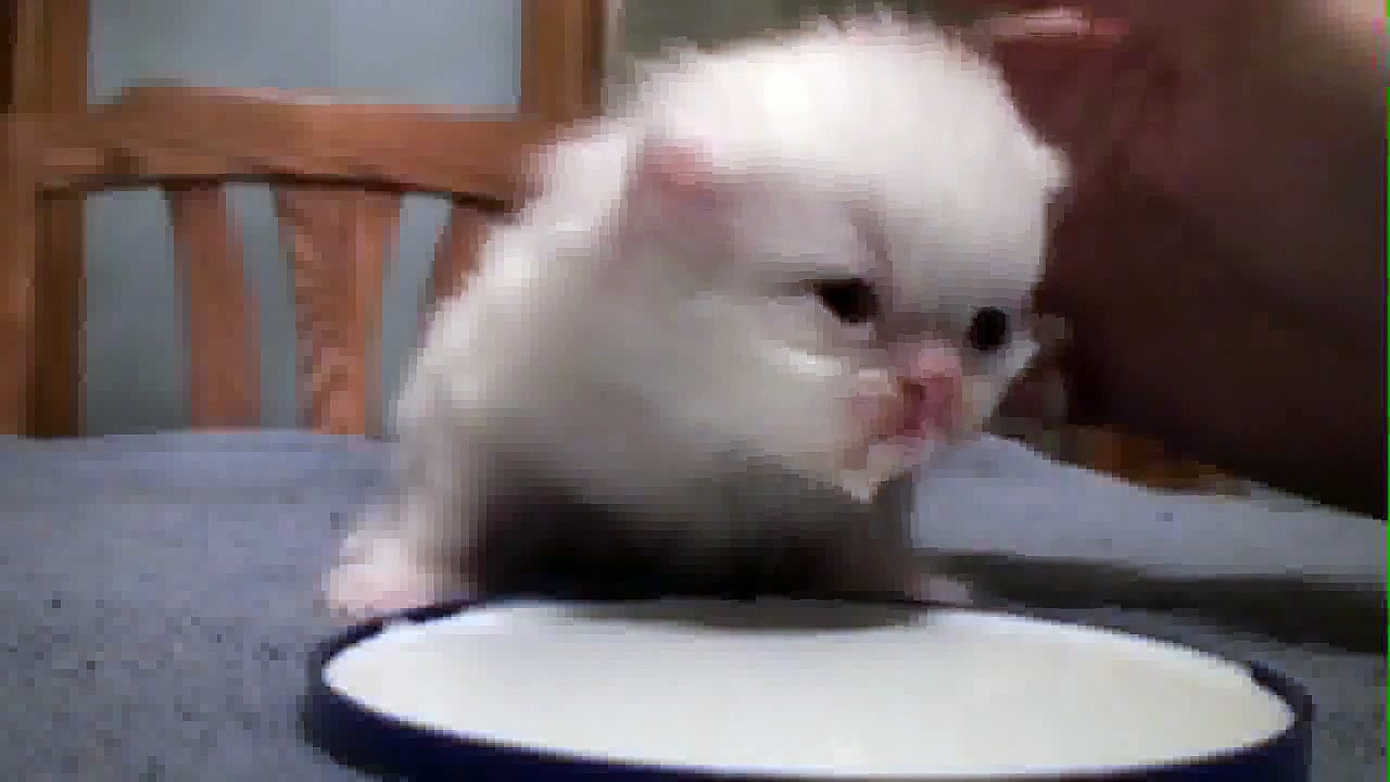 Funny Cats and Kittens Meowing Compilation 2013 NEW HD1 - Funny Cats Commercials