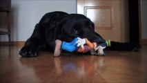 My Labrador Noa playing with her toy Goofy!!!