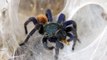 Tarantula Feeding  Chromatopelma cyaneopubescens L11  FEEDING #20