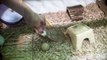 DIY: Easy Oatmeal Treats For Hamsters/Gerbils