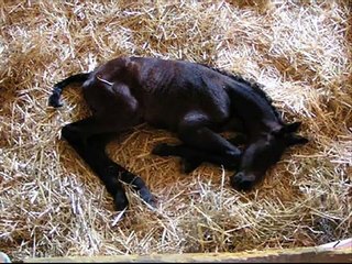 RIP Barbaro, Lost but never Forgotten