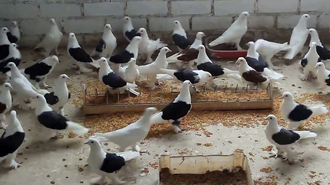 Бойные голуби Долгушин Василий !89080939306!