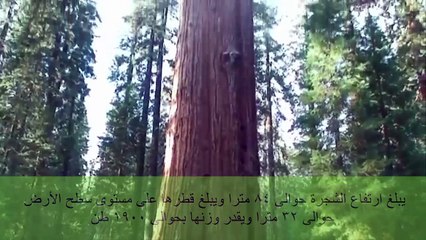 أقدم مخلوق حي على وجه الأرض