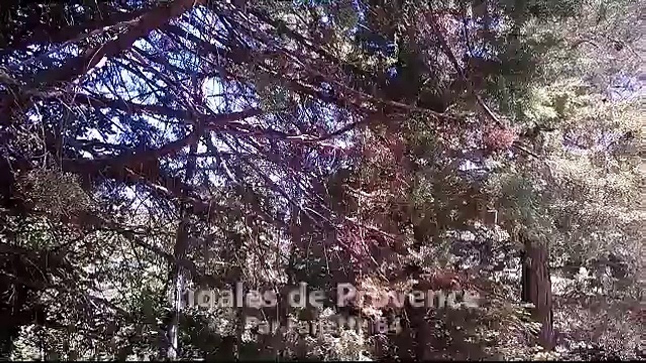 Chants de cigales en Vaucluse.