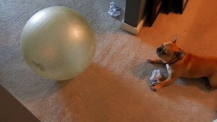 The cutest French Bulldog Ever, Theo attacking a workout Ball