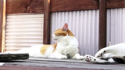 這いずる猫 - Crawling Cats -