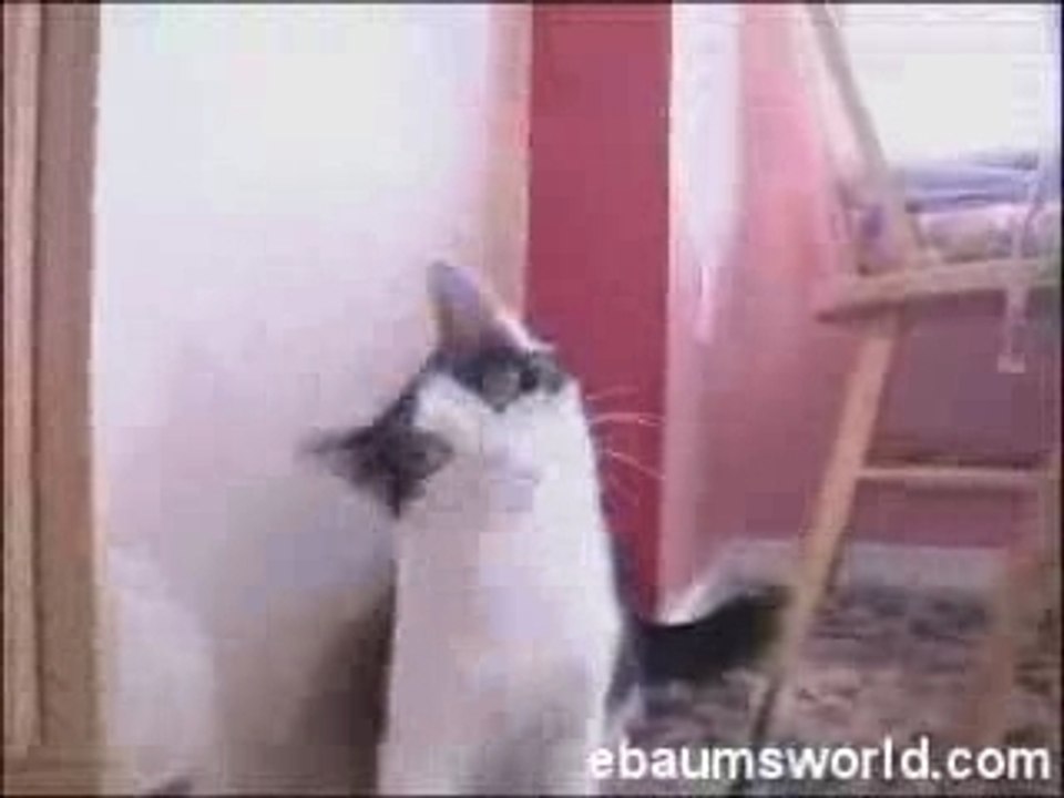 Metal.cat
