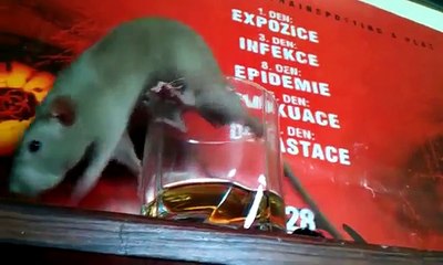 Spoiled rat drank my apple juice