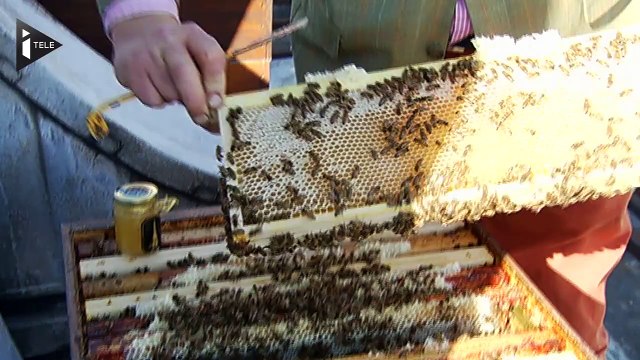 Paris fait le bonheur des abeilles