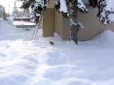 Miniature Dachshunds in Snow Storm