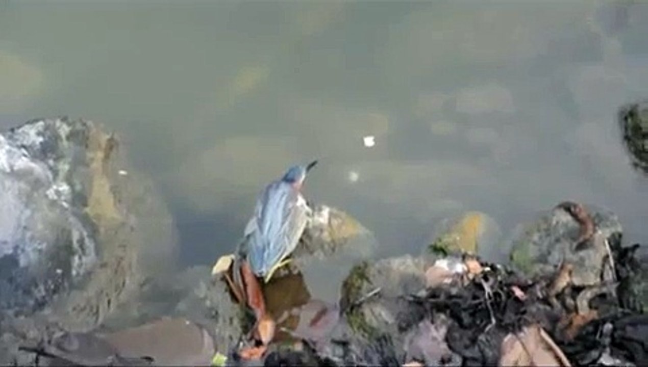 Bird using bread to catch fish