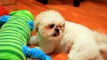 Cute Shih Tzu Puppy Romeo at 2 year old