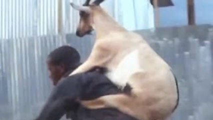 one man who are being attack by a dear, what a funny video, sure you like this video