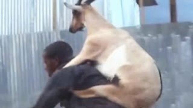 one man who are being attack by a dear, what a funny video, sure you like this video