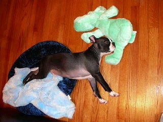 Bugsy August 4, 2006 - July 17, 2011