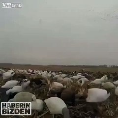 Duck hunters an interesting tactic