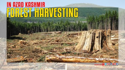 Forest Harvesting In Azad Kashmir
