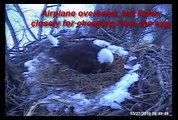 Decorah Eagles Hatch of D21 3-27-2015