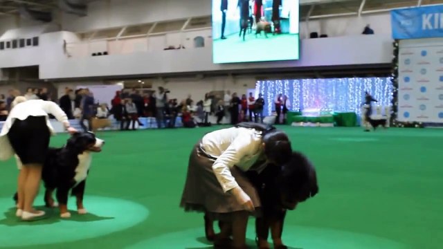Выставка собак в Киеве/Dog Show in Kiev (2xFCI-CACIB 06-07.12.2014) + Юный Хендлер