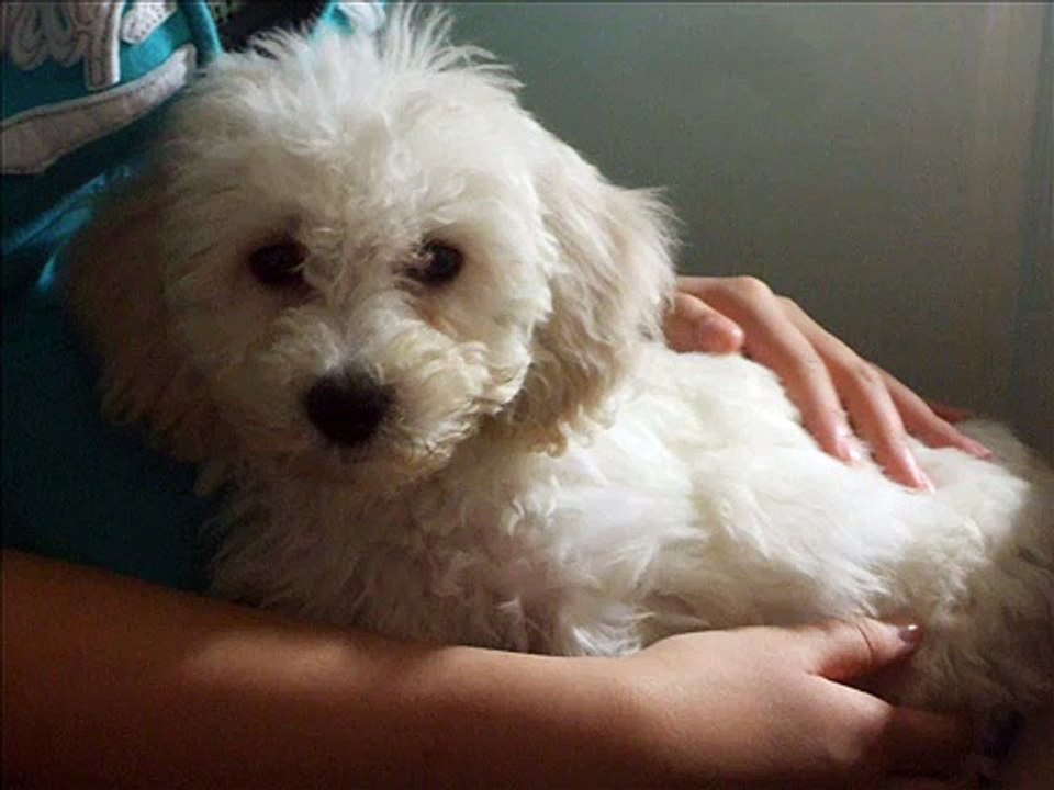 bichon frise Milo 3-6 months old