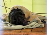 Stichting AAP: chimpansee Freddy ligt onder dekentje