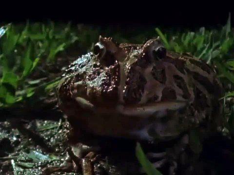 Racists Reaction To Giant Green Alien Cock