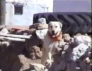 Turkish Shepherd dogs are TOUGH