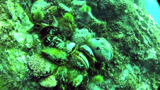 Cap Bleu, nage avec les baleines / Cape Blue, swimming with whales