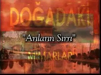 arıların sırrı