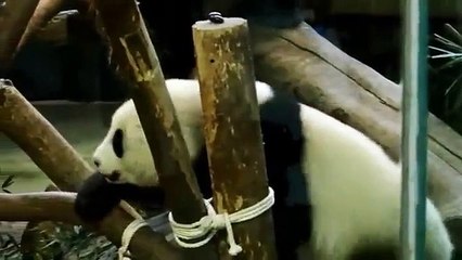 圓仔被圓圓電得金CC精彩片段分享 20141126