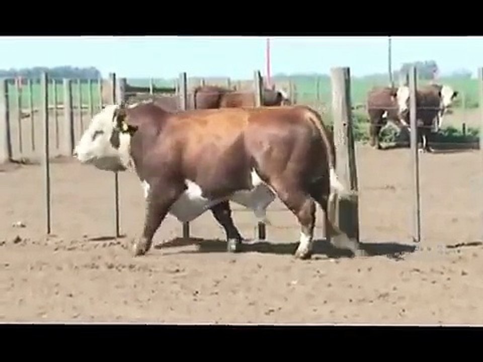 Toros Raza Braford
