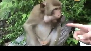 Ржачные обезьяны ПРИКОЛ С ОБЕЗЬЯНАМИ! Funny monkey