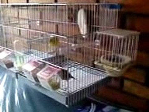 Pareja de Canario Timbrado Español crías 11 día