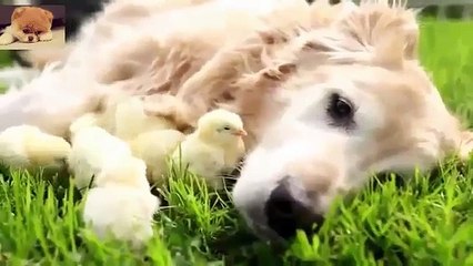 Funny And Cute Animals Compilation 2015 and Video Funny Birthday Cake Fails Compilation 2015