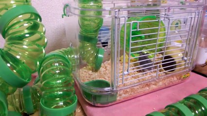 ハムスターが新しい家に入り、間取りチェック