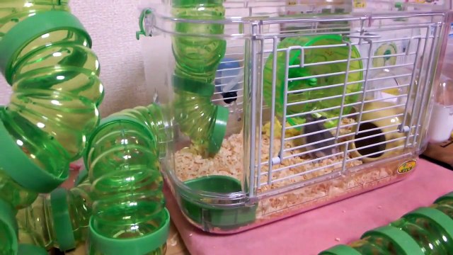 ハムスターが新しい家に入り、間取りチェック