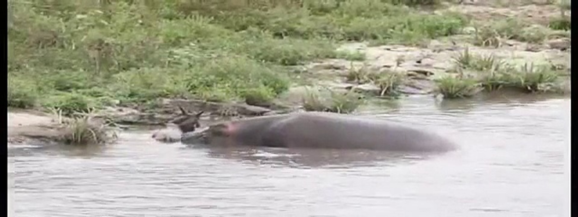 Nilski Konj i Krokodil